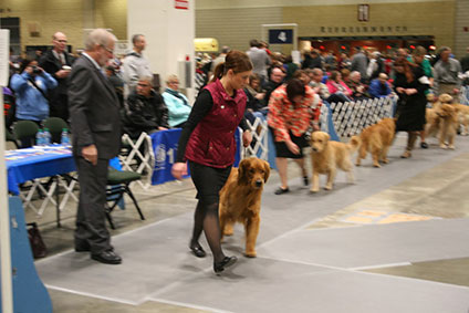 Land O' Lakes Dog Show in Saint Paul 