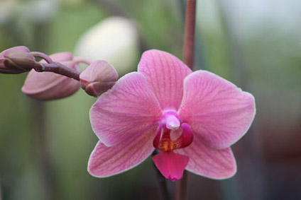 Orchids at Arboretum
