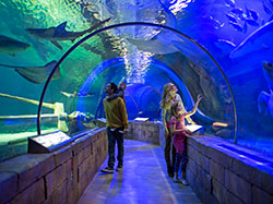 SEA LIFE Minnesota Aquarium