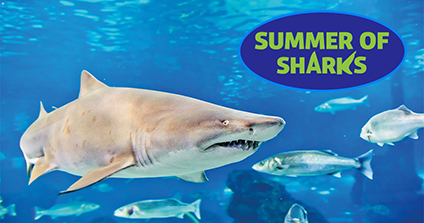 summer of sharks at mall of america