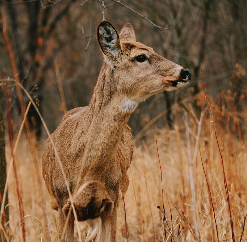 A deer standing in grass