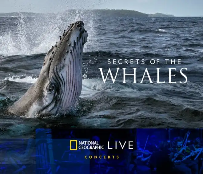 A whale jumps out of water