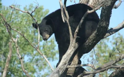 Bears & Brews