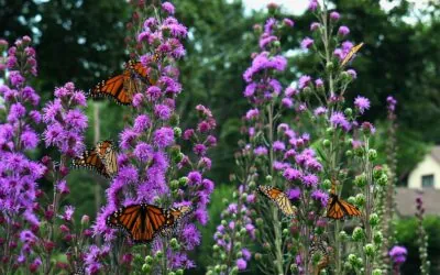 Minneapolis Monarch Festival