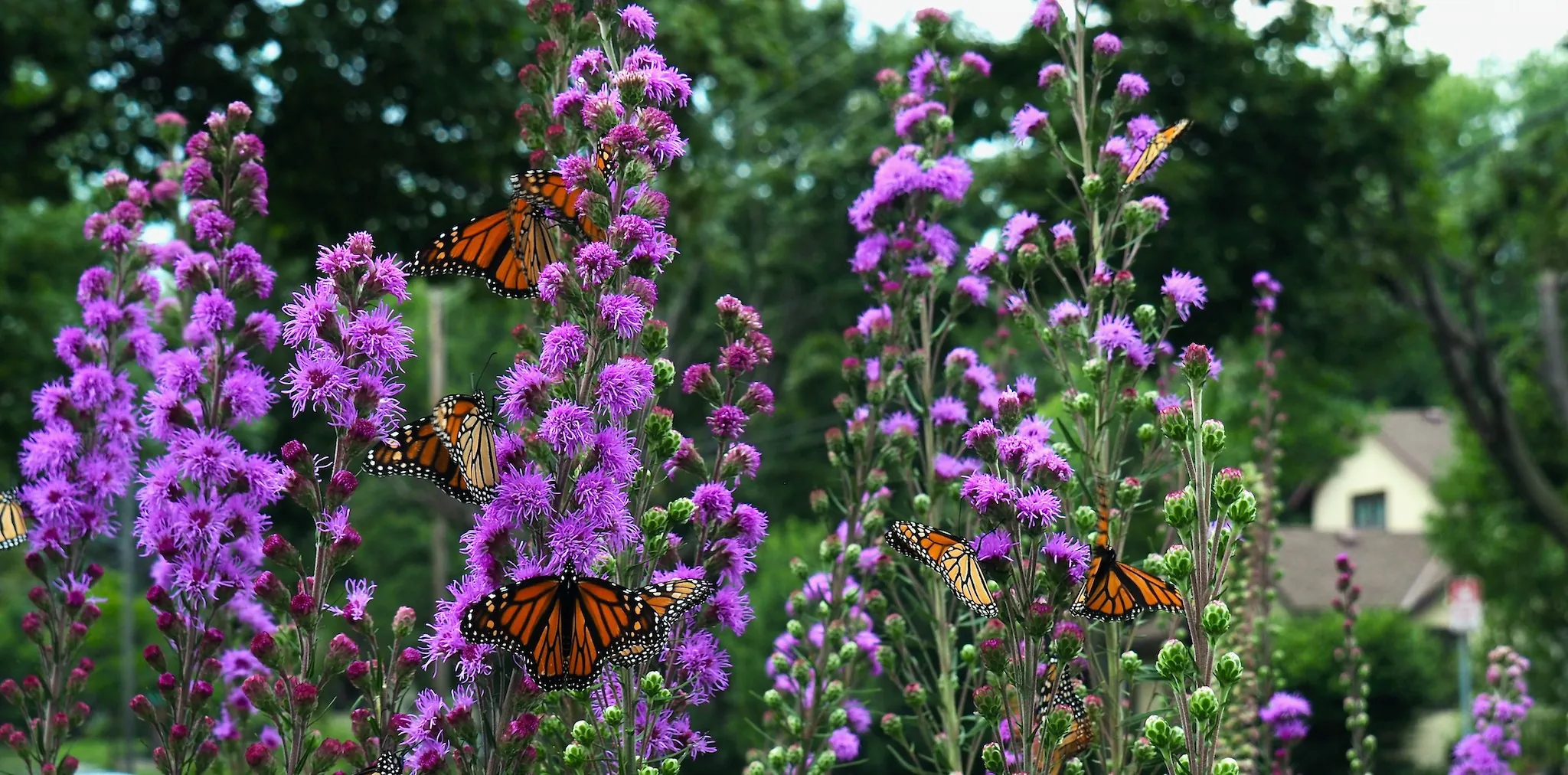 Monarch butterflies land on purple flowers