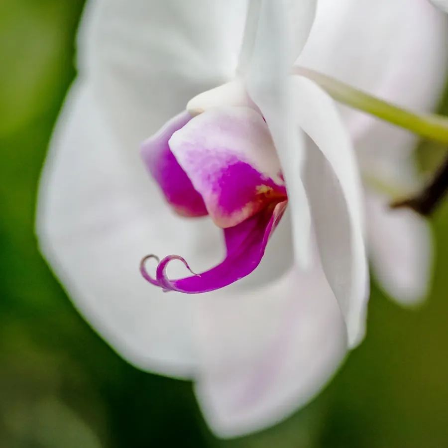 Close up of a white orchid with pink center