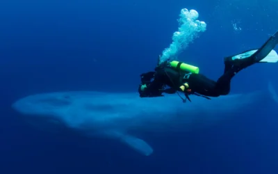 Blue Whales