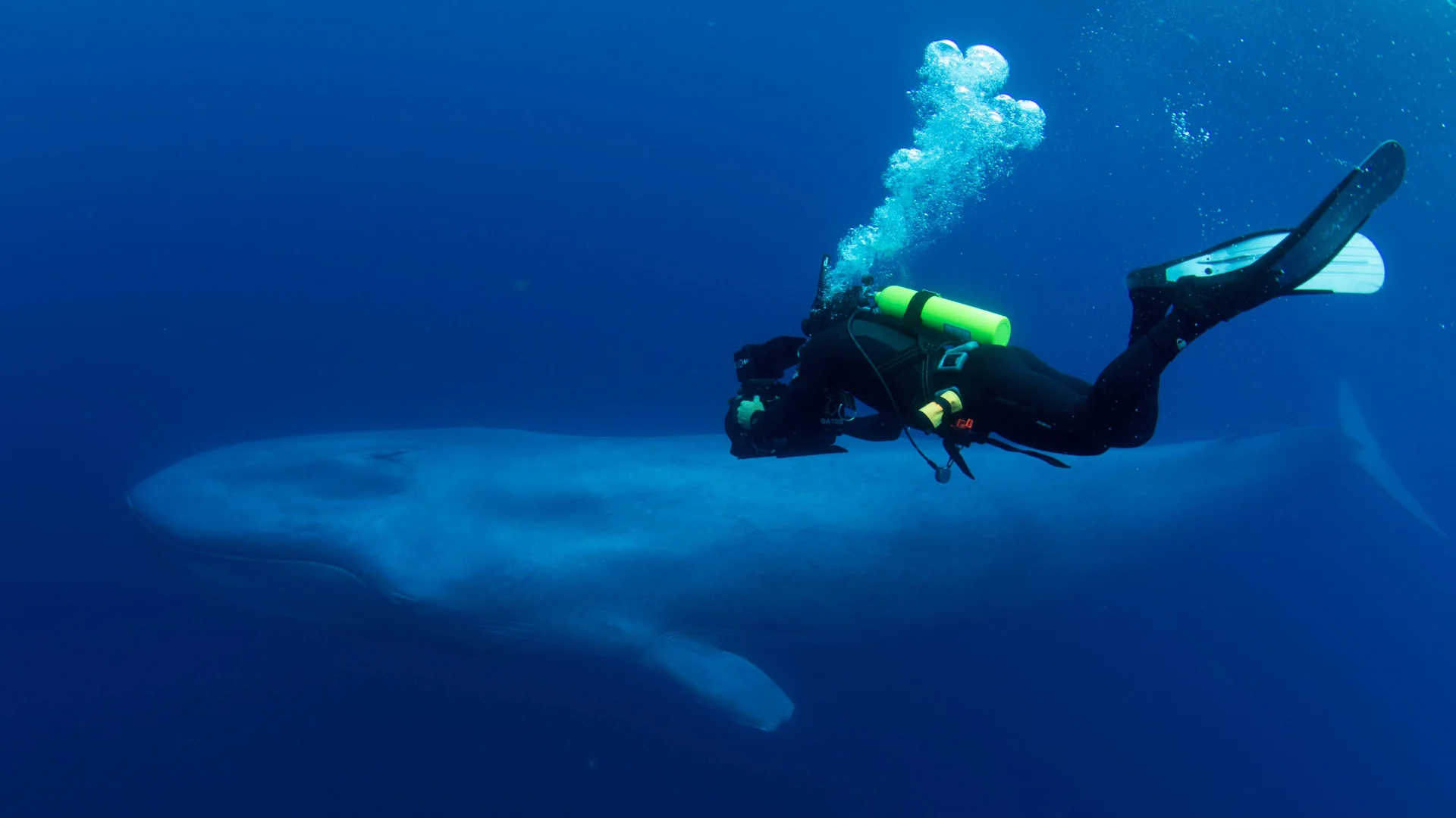 A diver swims next to a large blue whale