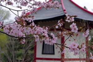 image of Normandale Japanese Garden