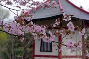 image of Normandale Japanese Garden