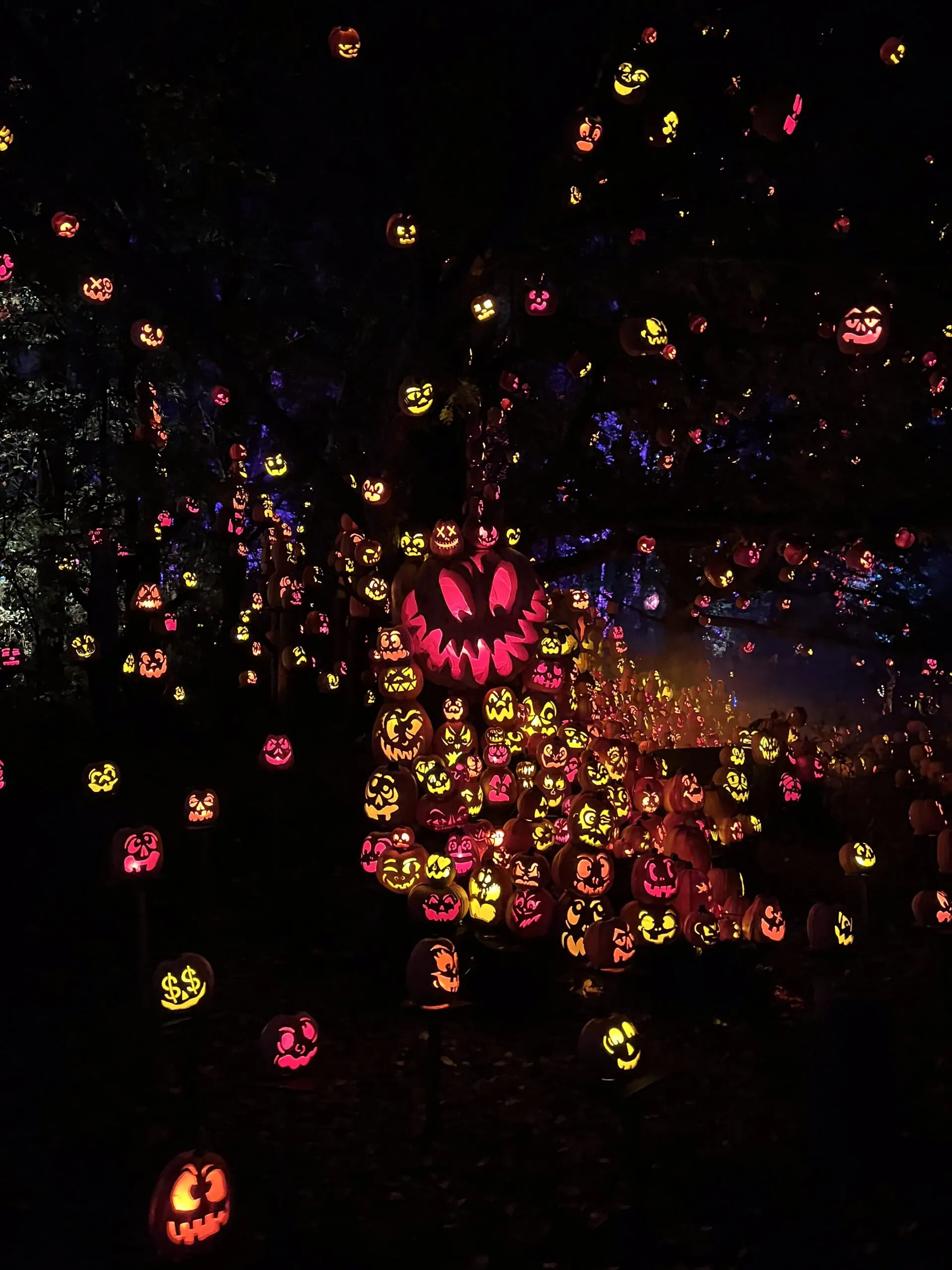Carved Pumpkins in the Dark at the Minnesota Zoo's Jack-O-Lantern Spectacular