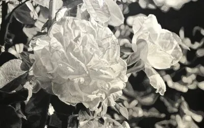 Stillness in Bloom: Botanicals and Landscape Art Exhibit