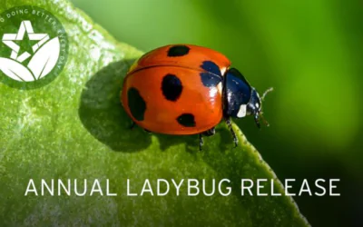 Ladybug Release