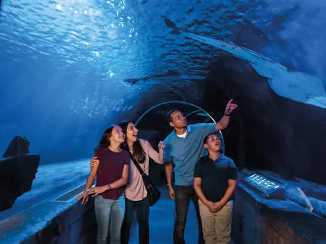 image of family in tunnel at SEA LIFE at Mall of America