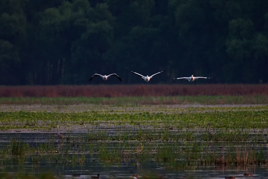 image of birds at minnesota valley national wildlife refuge