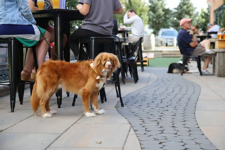 Dog-Friendly Patios in Bloomington