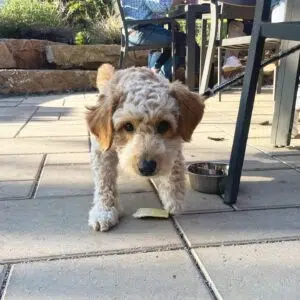 North Star Tavern Dog-friendly patio